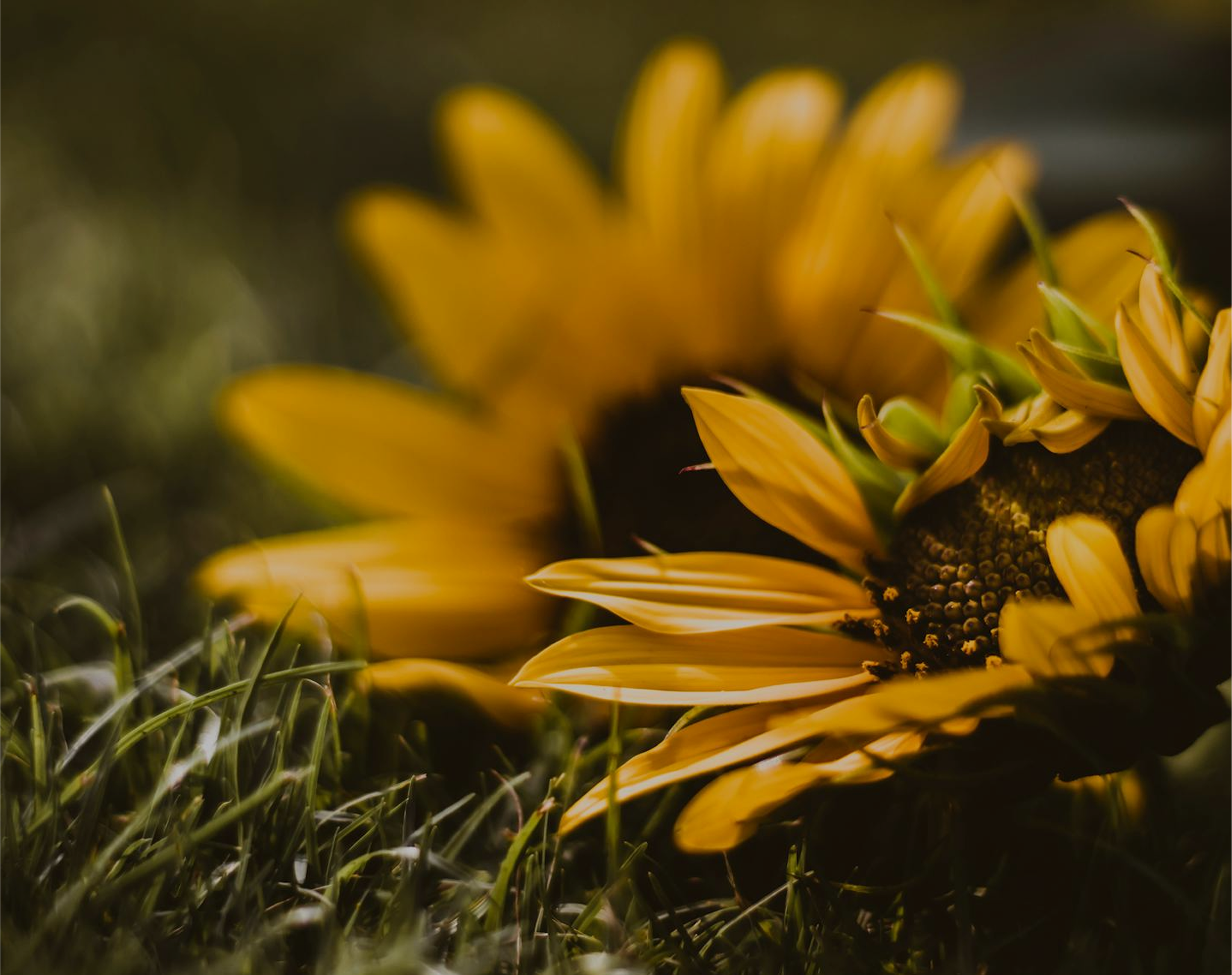 High Standards.
                    100% Ukrainian Origin. Premium Sunflower Oil.